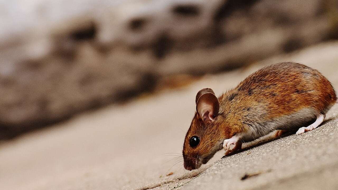 Adiós a los ratones del garaje: esta verdura los ahuyenta y así debes usarla