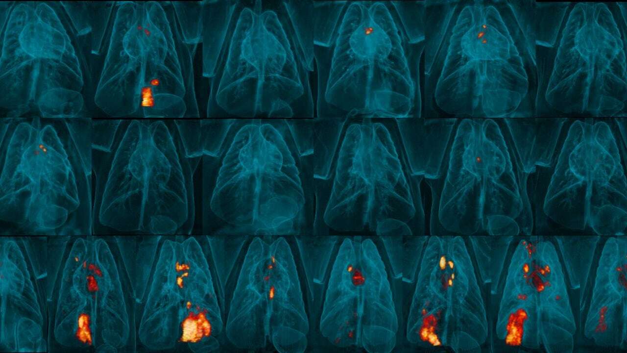 Una vacuna autodestructiva ofrece mayor protección contra la tuberculosis en macacos