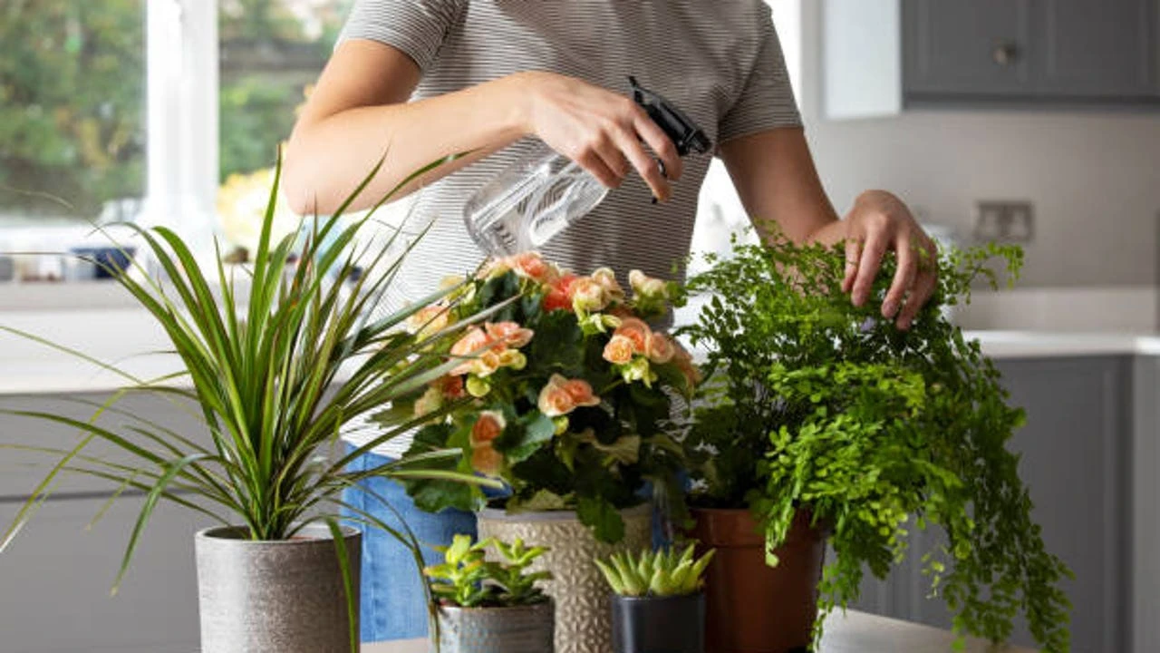 Qué significa tener muchas plantas en casa según la psicología