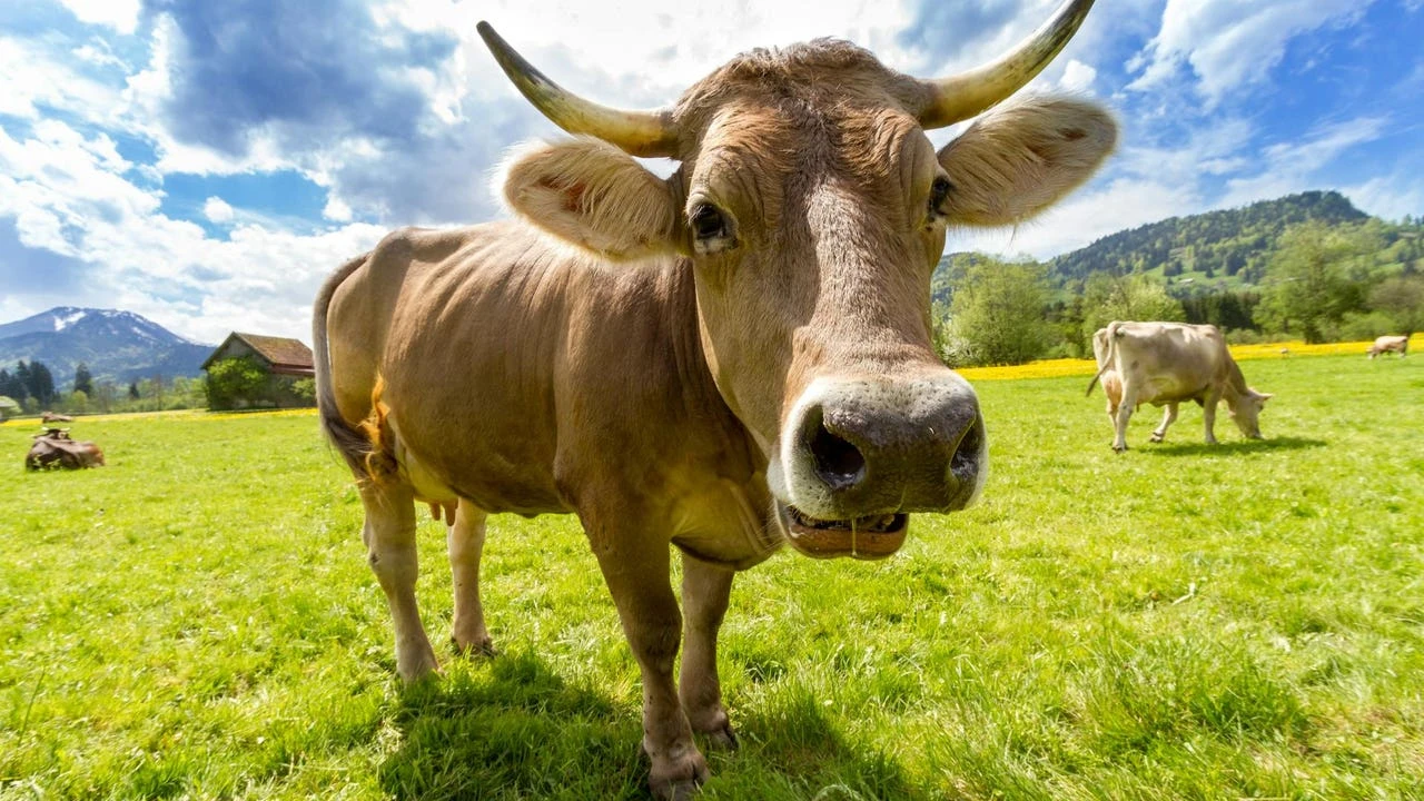Un granjero pierde su anillo y un carnicero lo encuentra en el estómago de una vaca