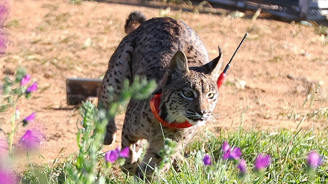 Estudio demuestra que en el Pleistoceno los linces ocupaban cuevas para criar a cachorros