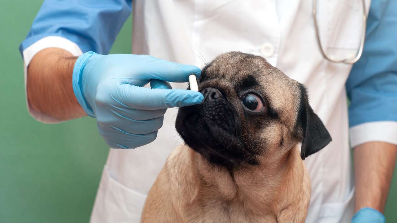 Los veterinarios estallan contra «Presvet», la nueva imposición del Gobierno