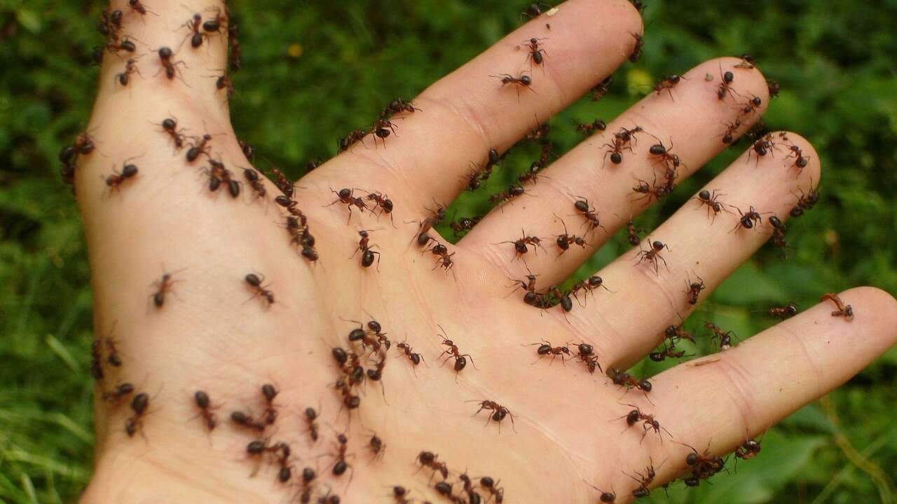 Nada de químicos: el 'cóctel' natural perfecto para evitar tener hormigas dentro de casa