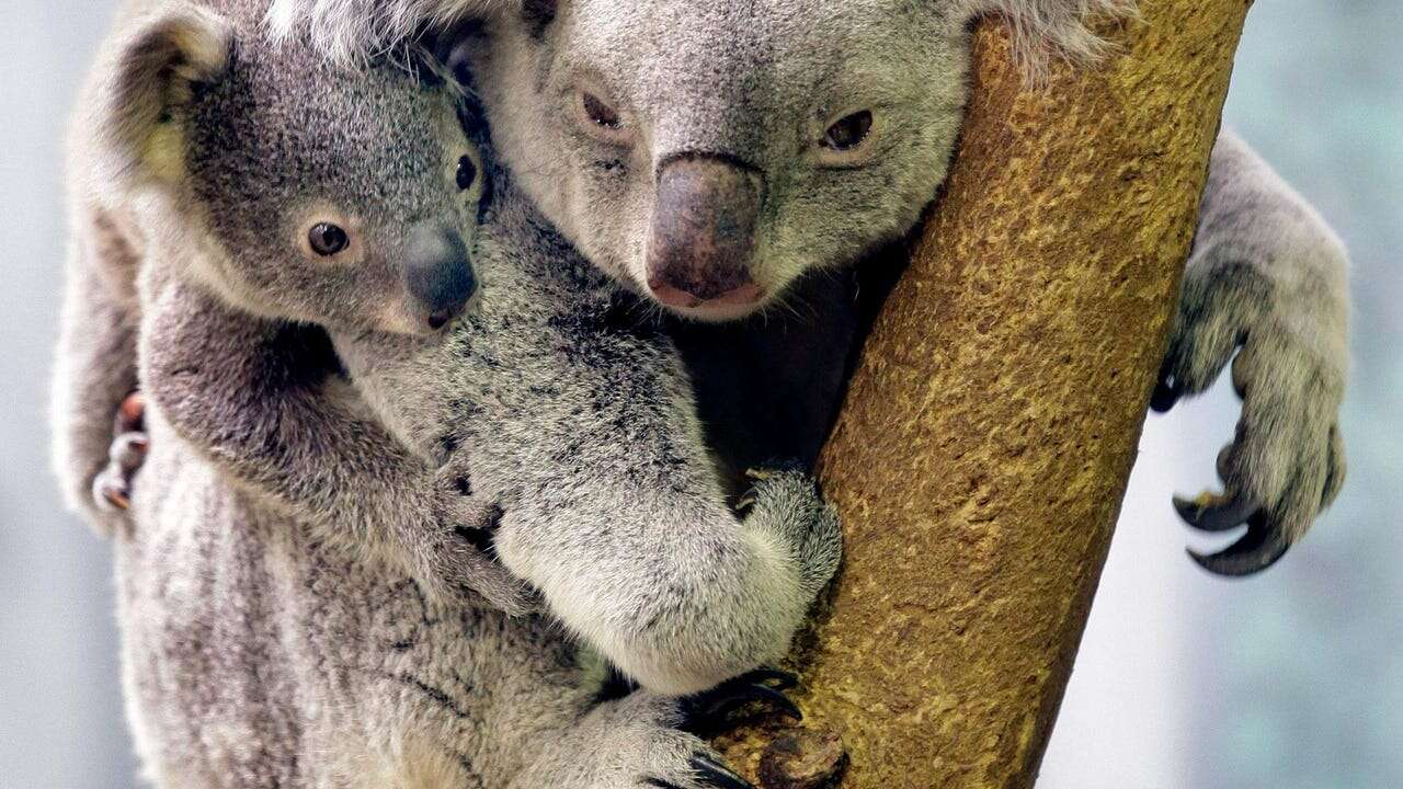 Este animal alimenta a sus crías con sus propias heces para salvarle la vida