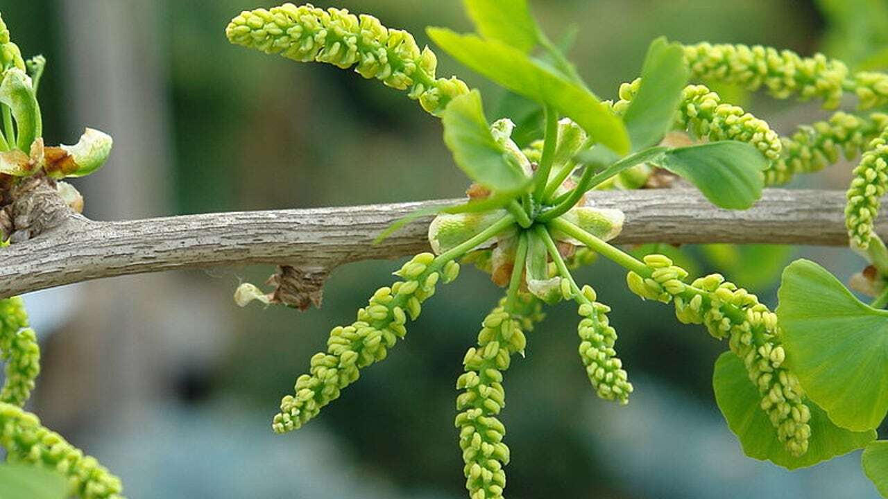 Esta es la planta milagrosa que potencia la memoria y hace crecer tus neuronas