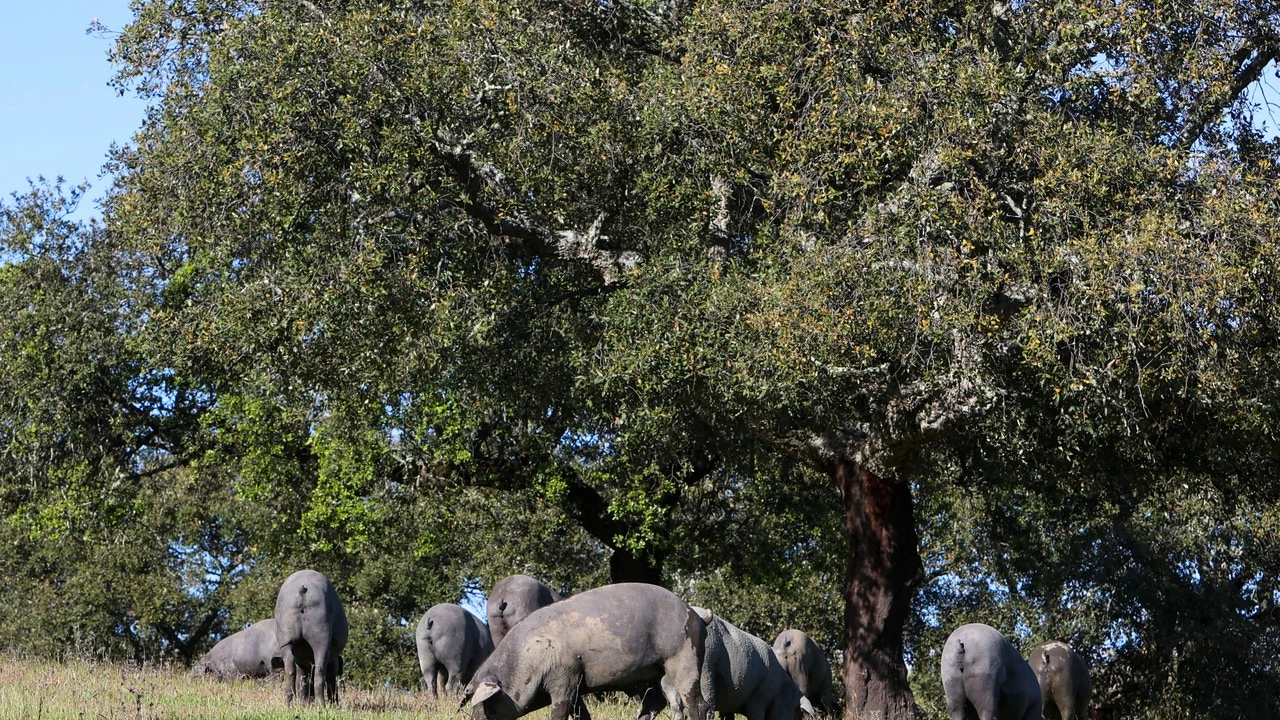 La dehesa de Extremadura certifica 15.000 cerdos ibéricos en la campaña 2024-2025