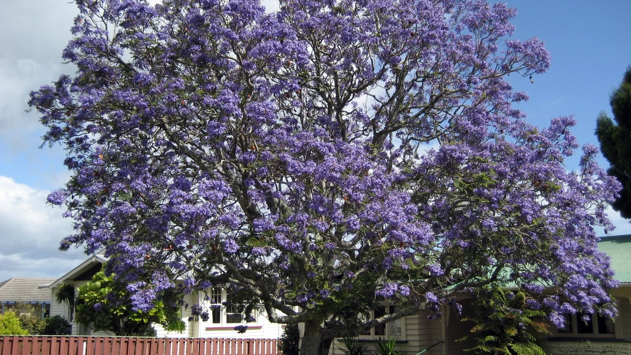 Este es el árbol más bonito del mundo: supera al cerezo en flor japonés