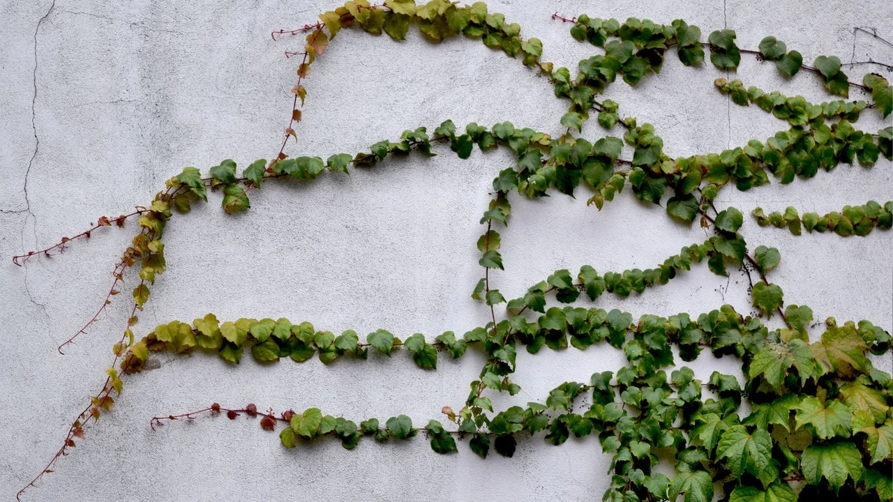 Plantas trepadoras que prosperan con el descuido: 5 enredaderas que no requieren tiempo