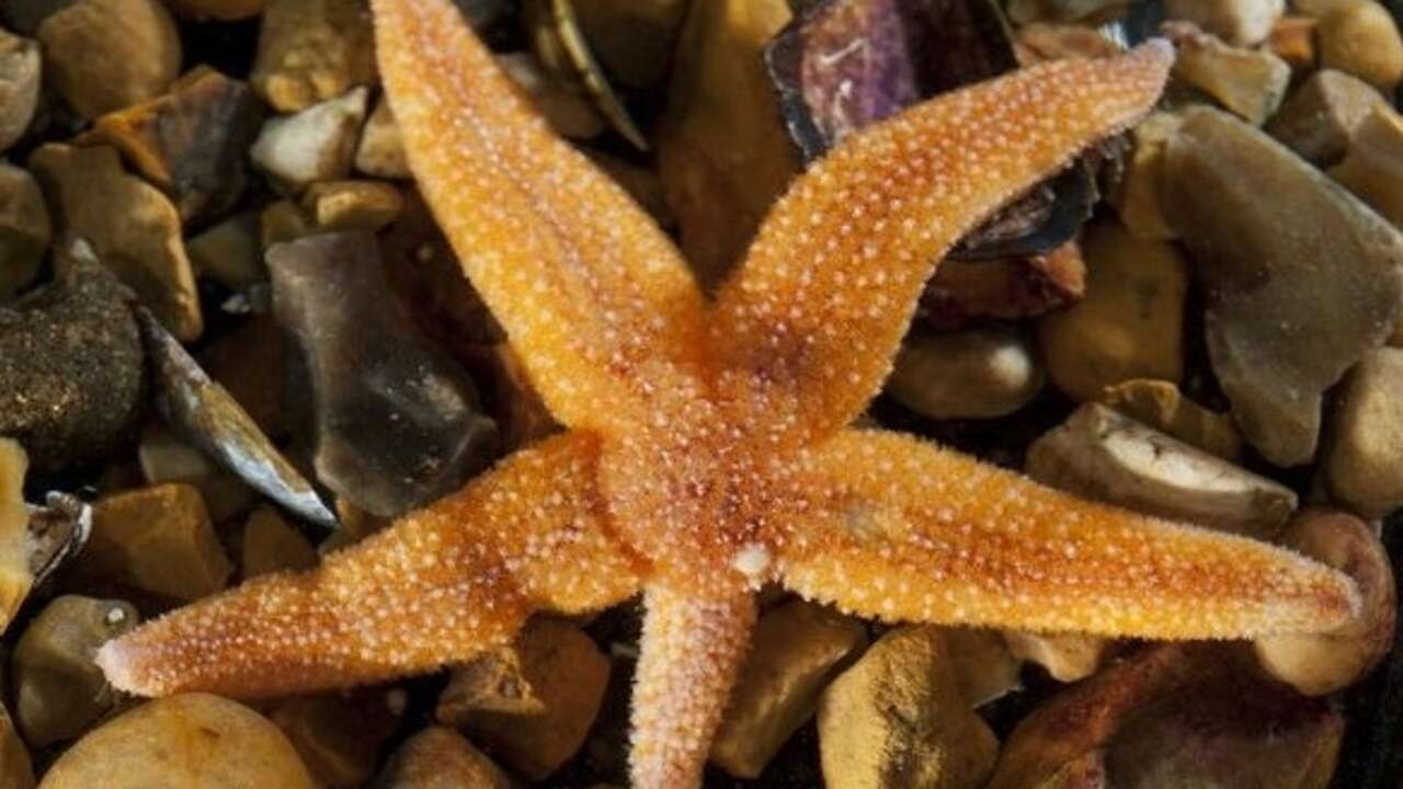 Descubierto cómo las estrellas de mar se desprenden de sus brazos