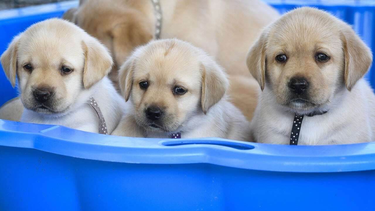 Descubren el misterio de por qué el perro labrador siempre tiene hambre