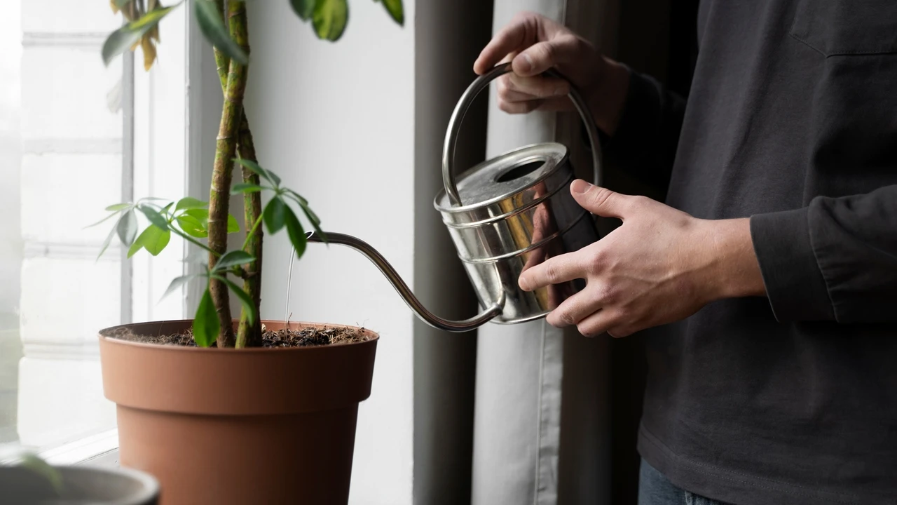 Adiós a las plantas secas en vacaciones: el sencillo truco para que aguanten mientras no estás