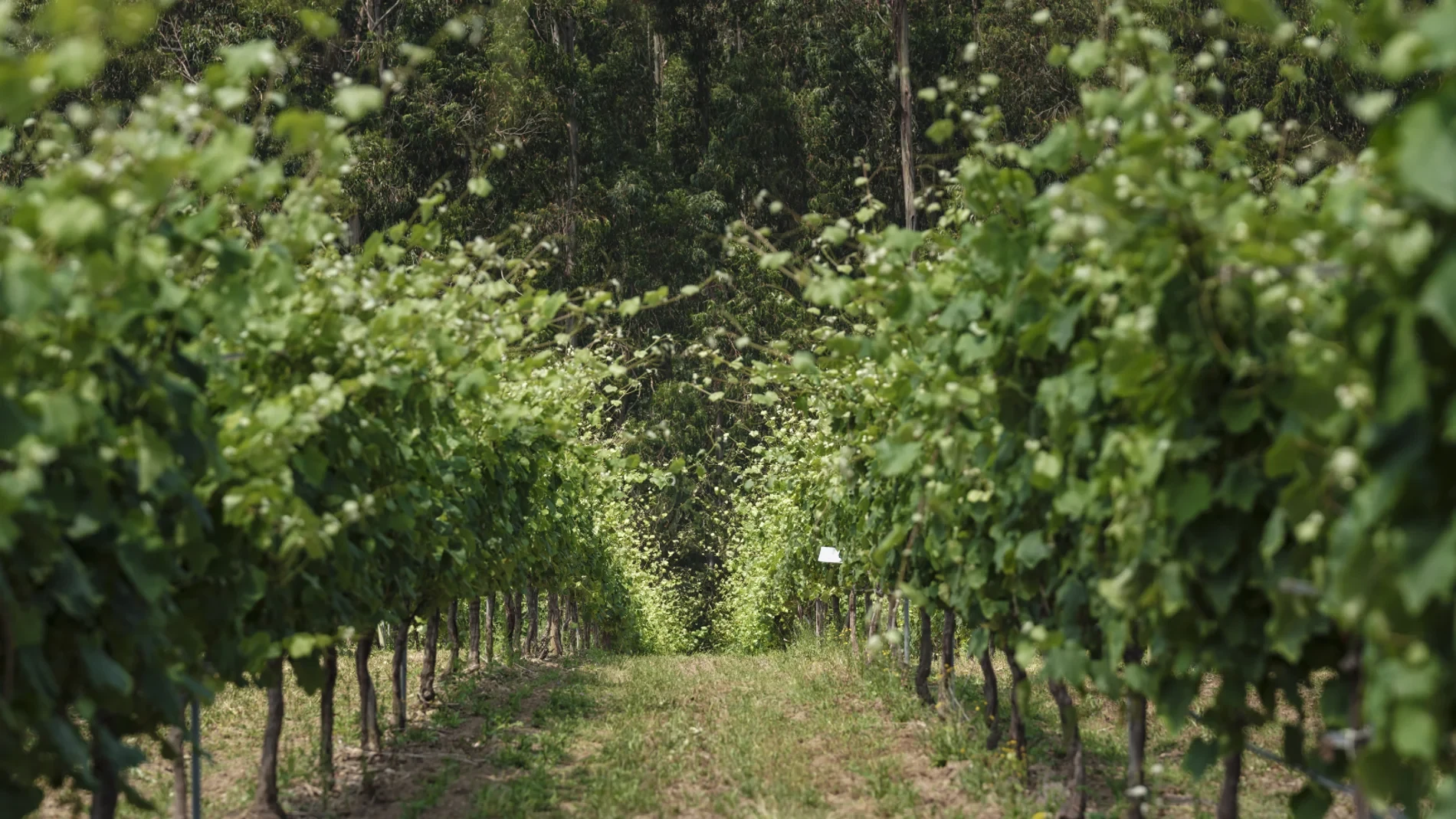 Mar de Frades presenta Finca Lobeira Godello 2024