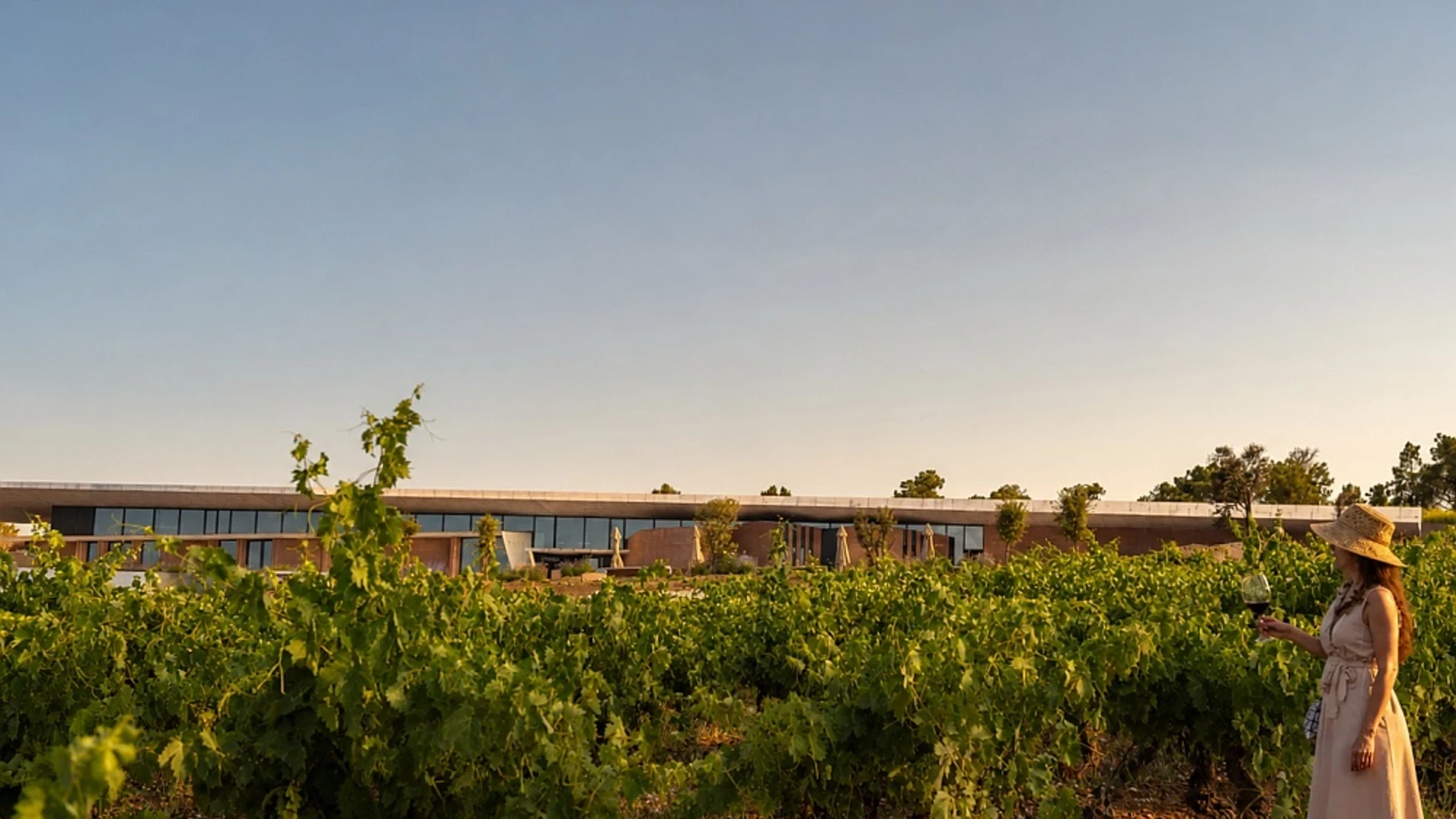 Rioja o Ribera: ¿por qué elegir?