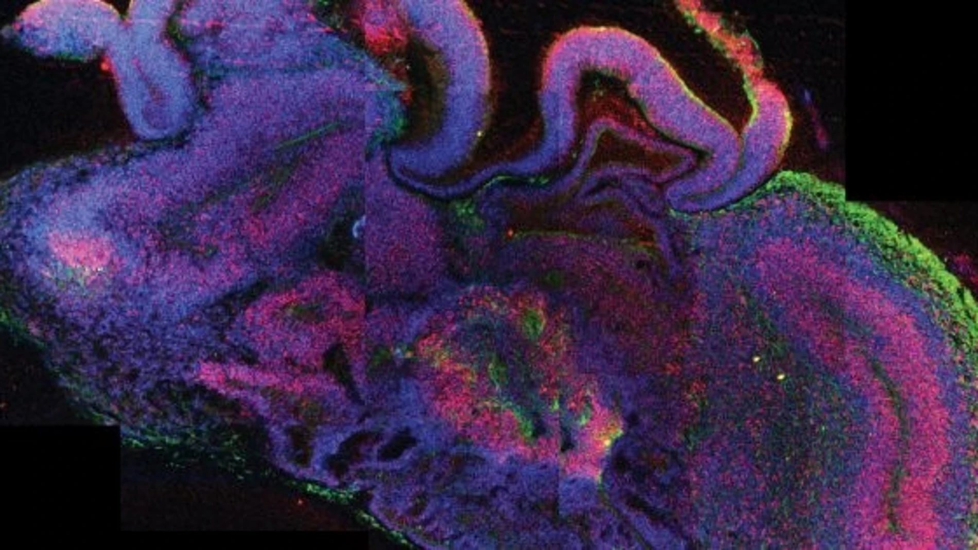 Estos ordenadores biológicos podrían ser conscientes y no utilizan inteligencia artificial