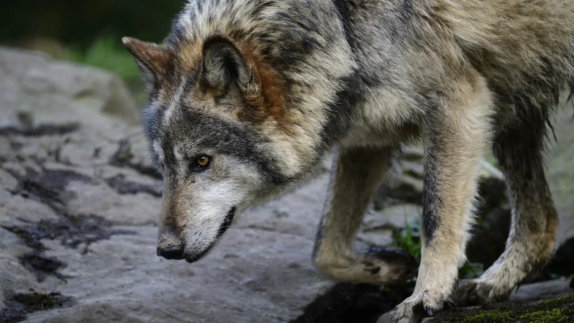 Una mujer es atacada por un lobo y sobrevive plantándole cara durante diez minutos