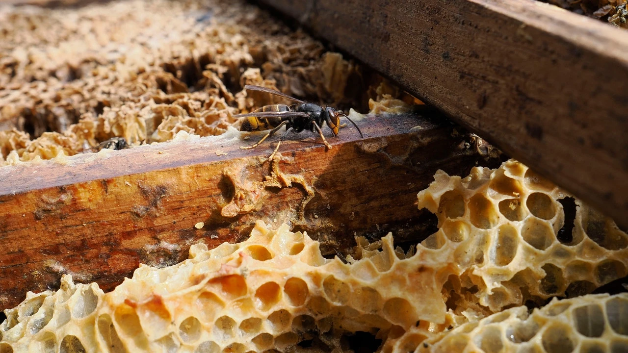 La avispa velutina, el terror diminuto que ha colonizado Galicia
