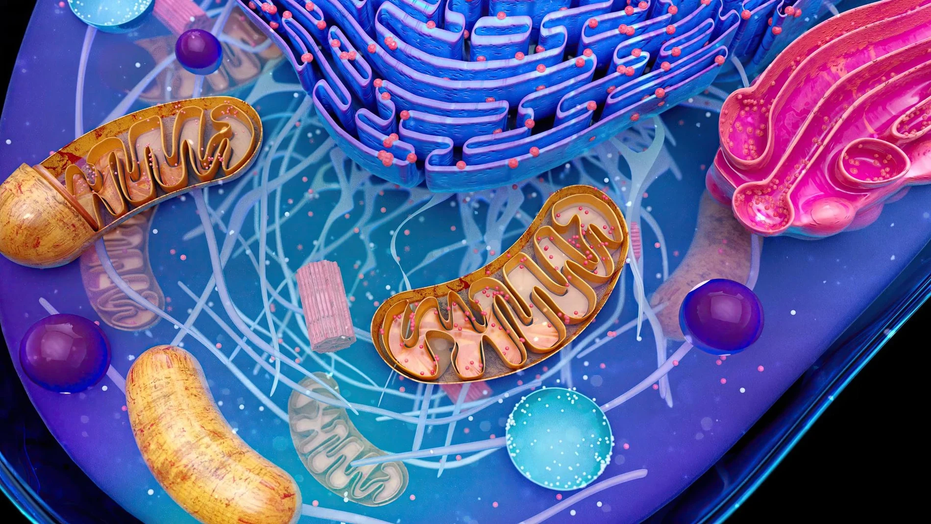 La proteína que ayuda a las células cancerosas a sobrevivir a la quimio