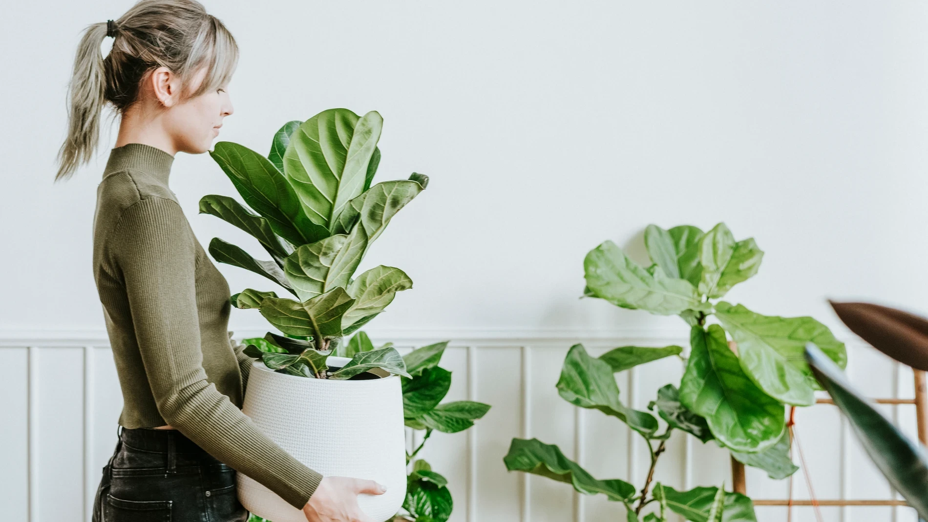 Ni ventilador ni aire acondicionado: las plantas que recomiendan para hacer más fresco el ambiente