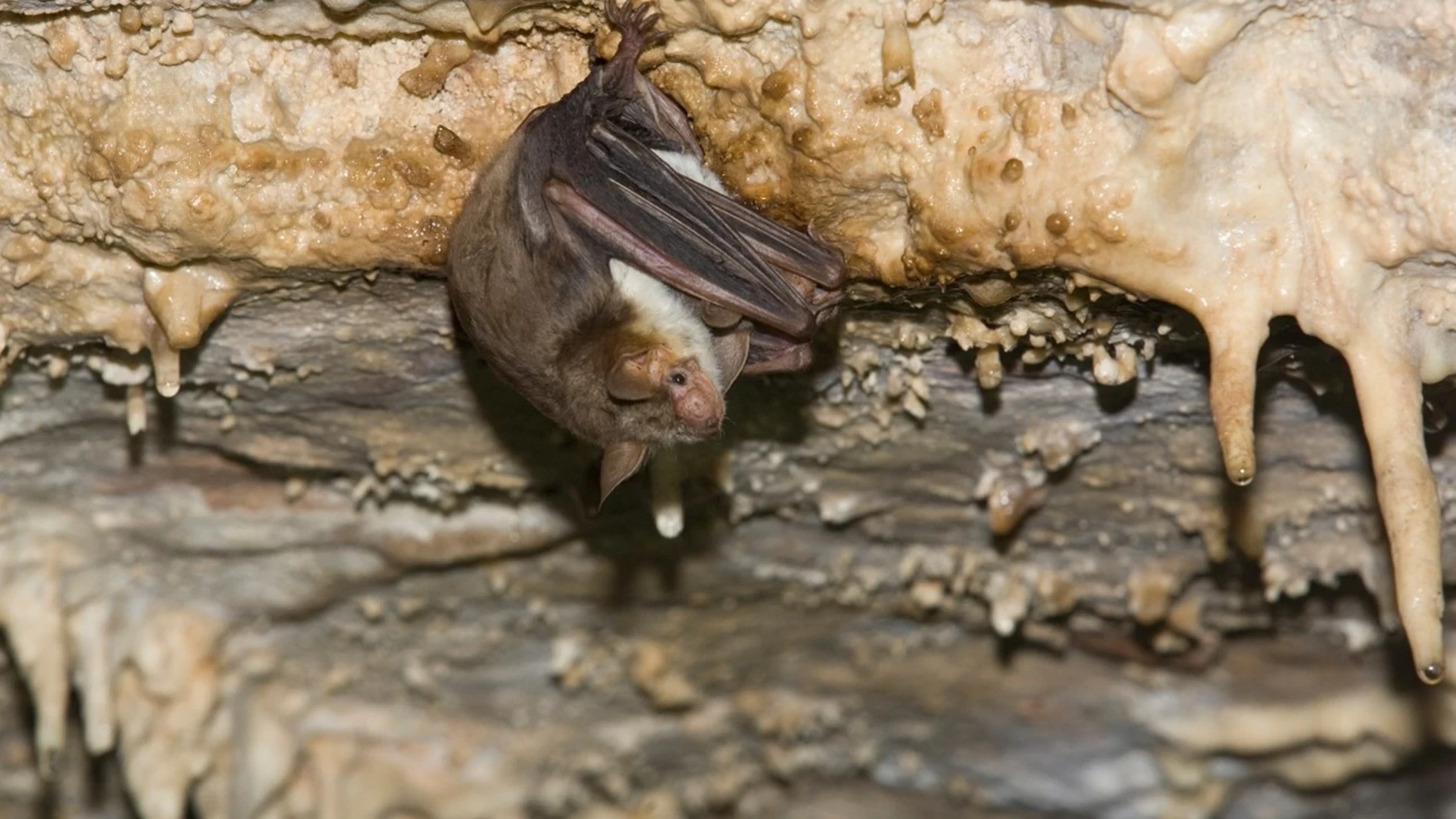 Descubren en Italia una colonia de murciélagos clave para su conservación