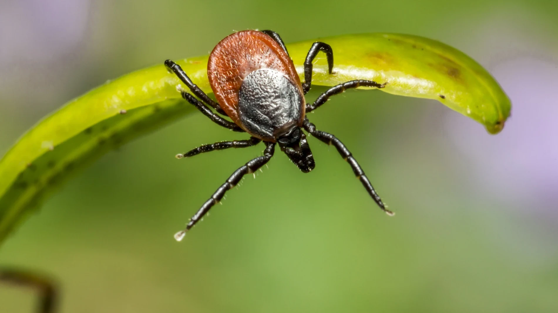 La primera vacuna 'contra las garrapatas', a un paso de aprobarse: podría frenar la enfermedad de Lyme