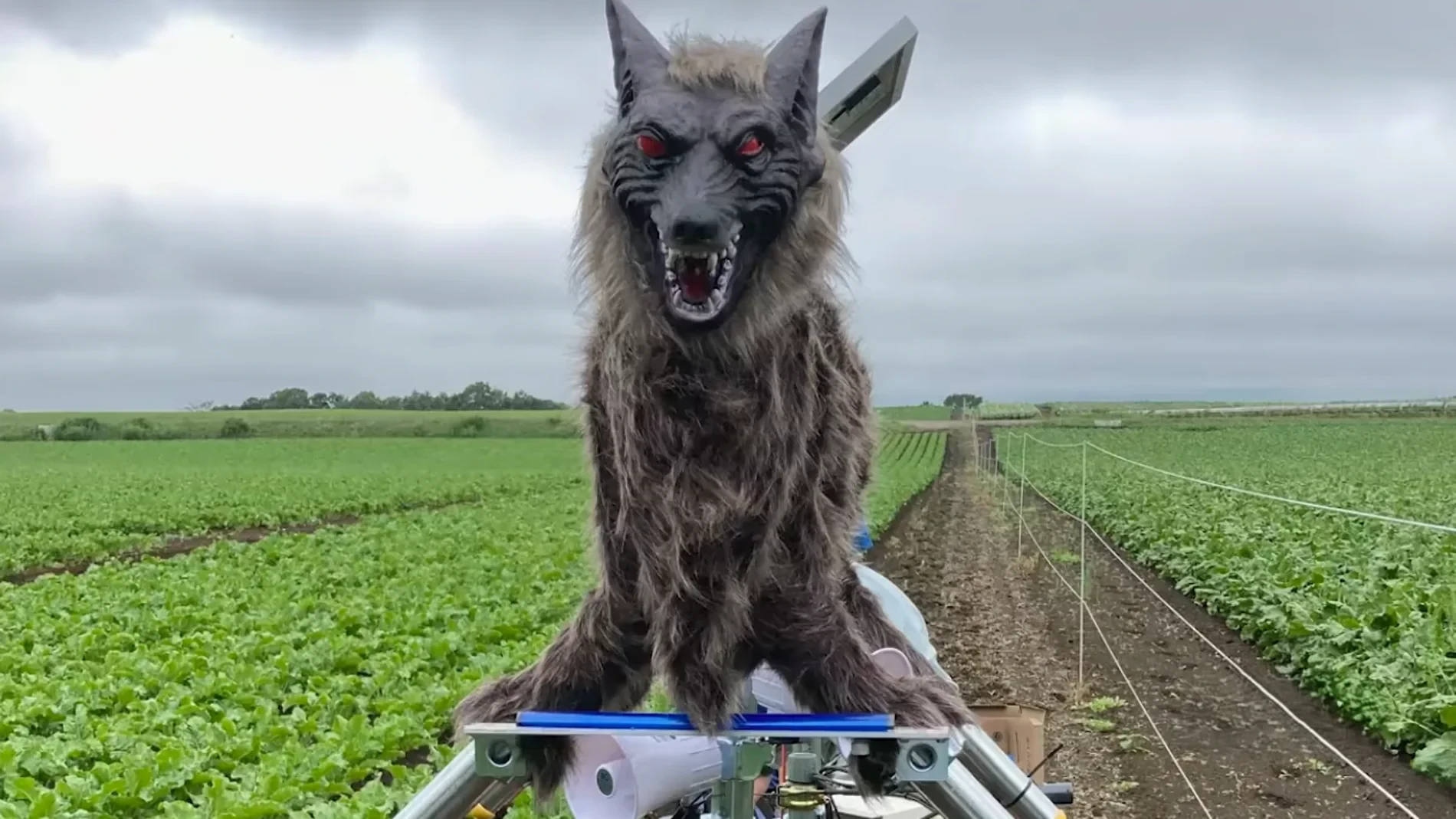 Japón no da abasto fabricando lobos robot para evitar los ataques de osos a humanos
