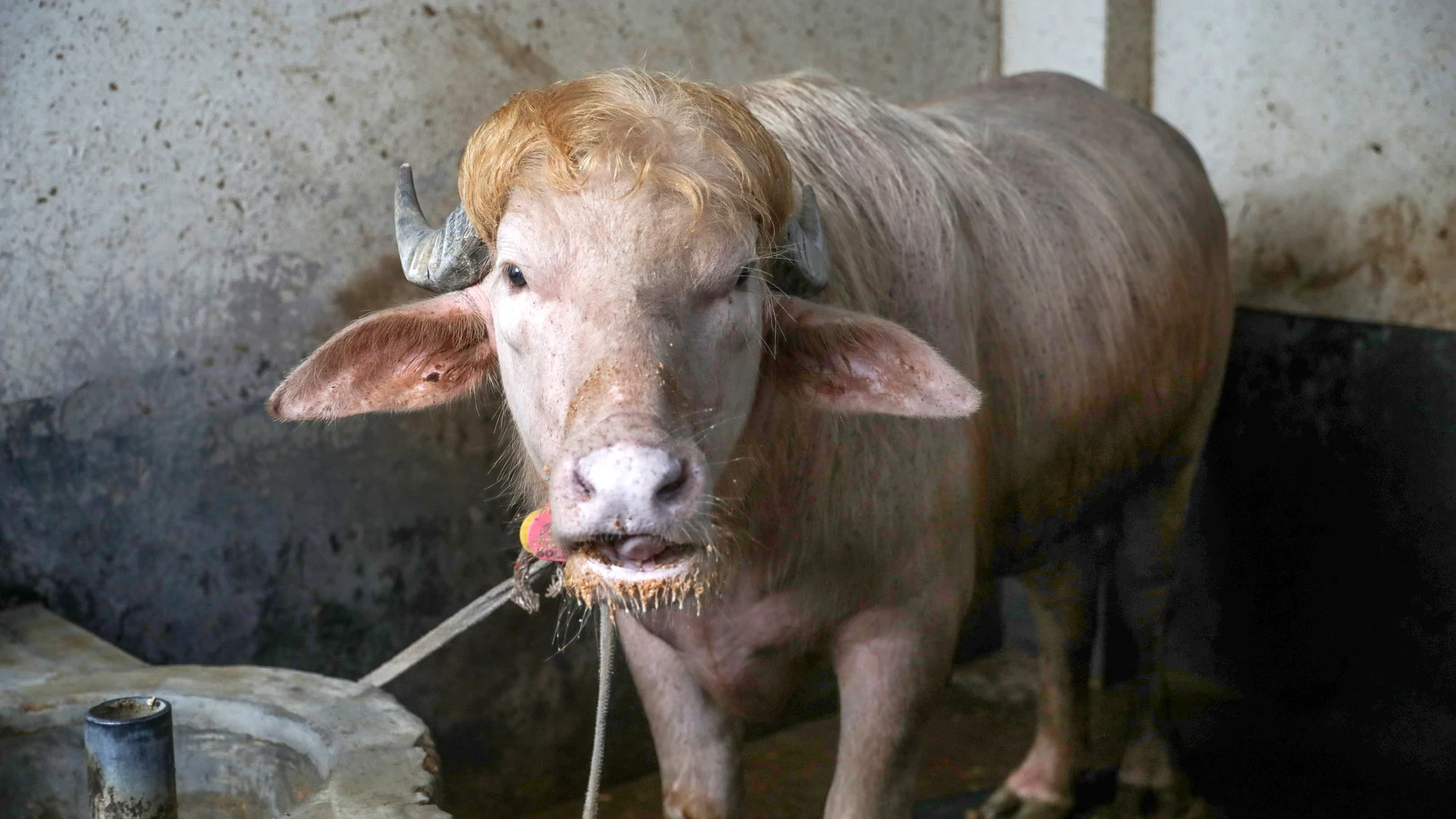 Bangladés frena el sacrificio del búfalo albino 