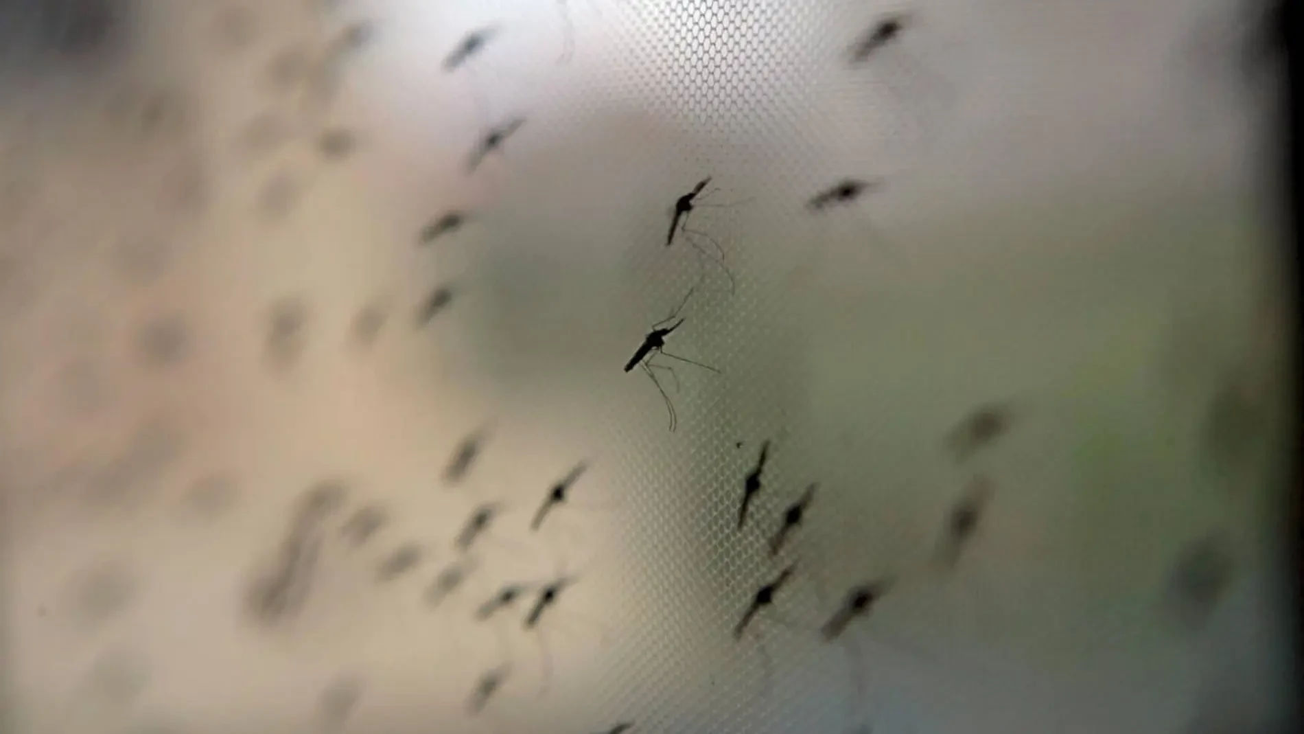 No son mosquitos gigantes: la verdad sobre el insecto que invade nuestros hogares con la llegada del calor