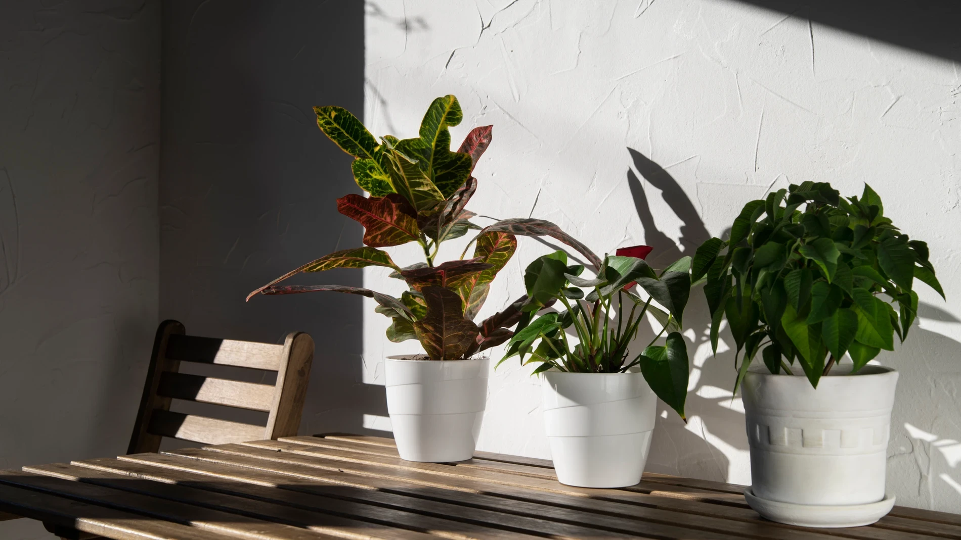 Estas plantas en la terraza no son solo decorativas: algunas incluso reducen la sensación de calor