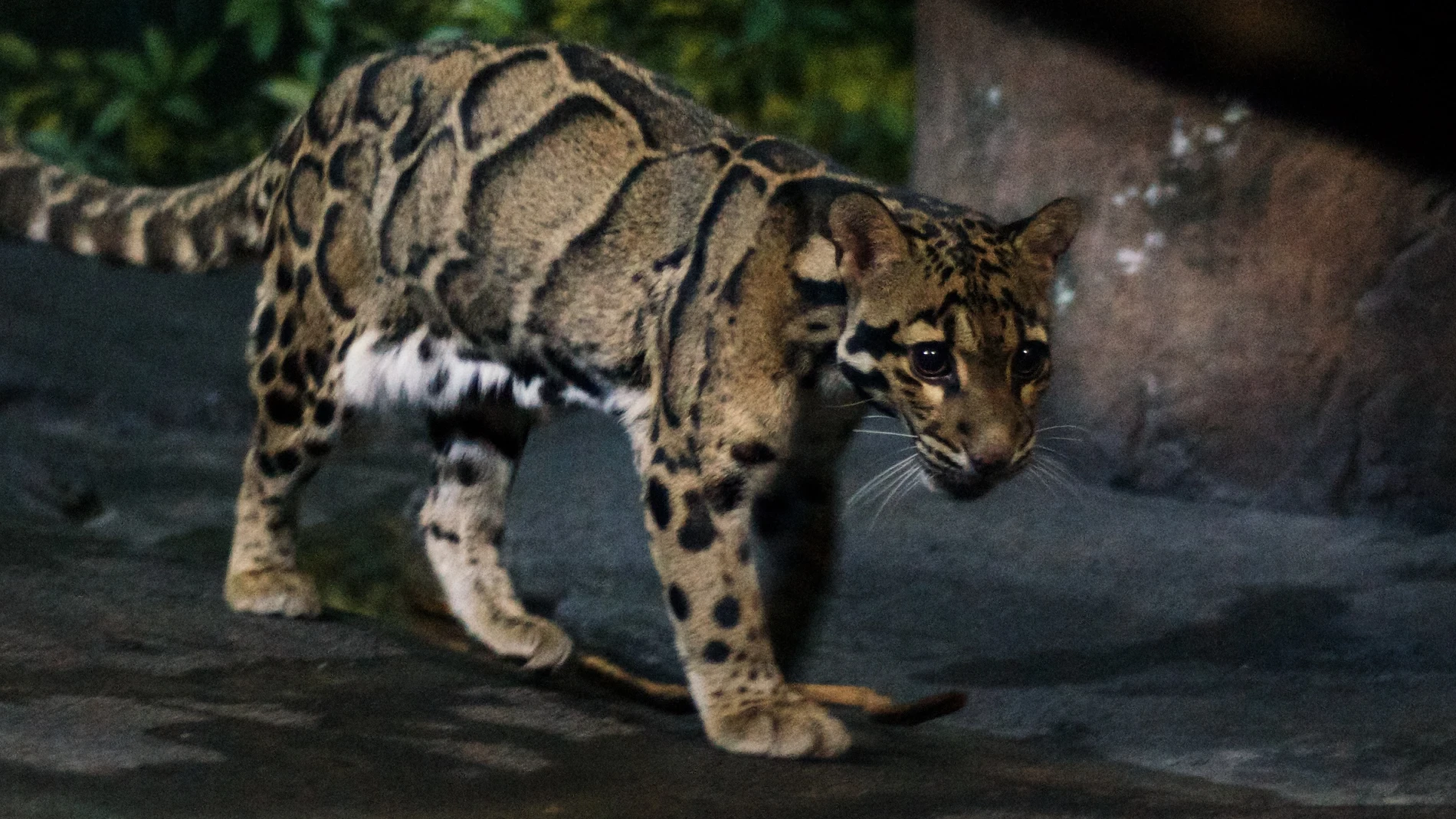 Un zoo de Miami acumula más de diez infracciones federales tras la muerte de un capibara y la amputación a una pantera en peligro de extinción