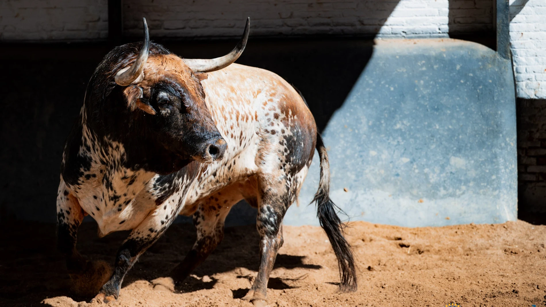 Estos son los astifinos y policromáticos toros elegidos para una tarde de alto voltaje en Madrid: Horarios y dónde ver por TV