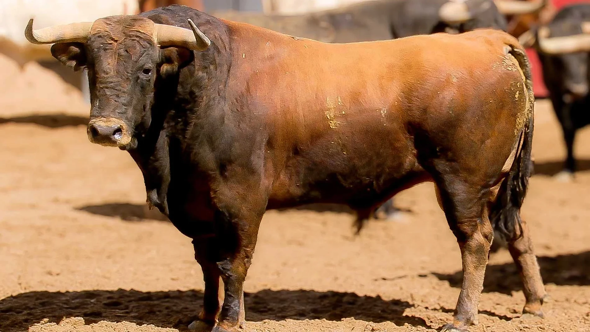 Estos son los toros para el encuentro del arte en el regreso del Corpus a La Maestranza: Horario y dónde ver por TV