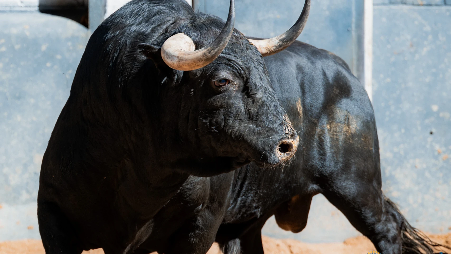 Estos son los serios toros de Victoriano del Río, garantía de Puerta Grande, para esta tarde en Las Ventas: Horario y dónde ver por TV