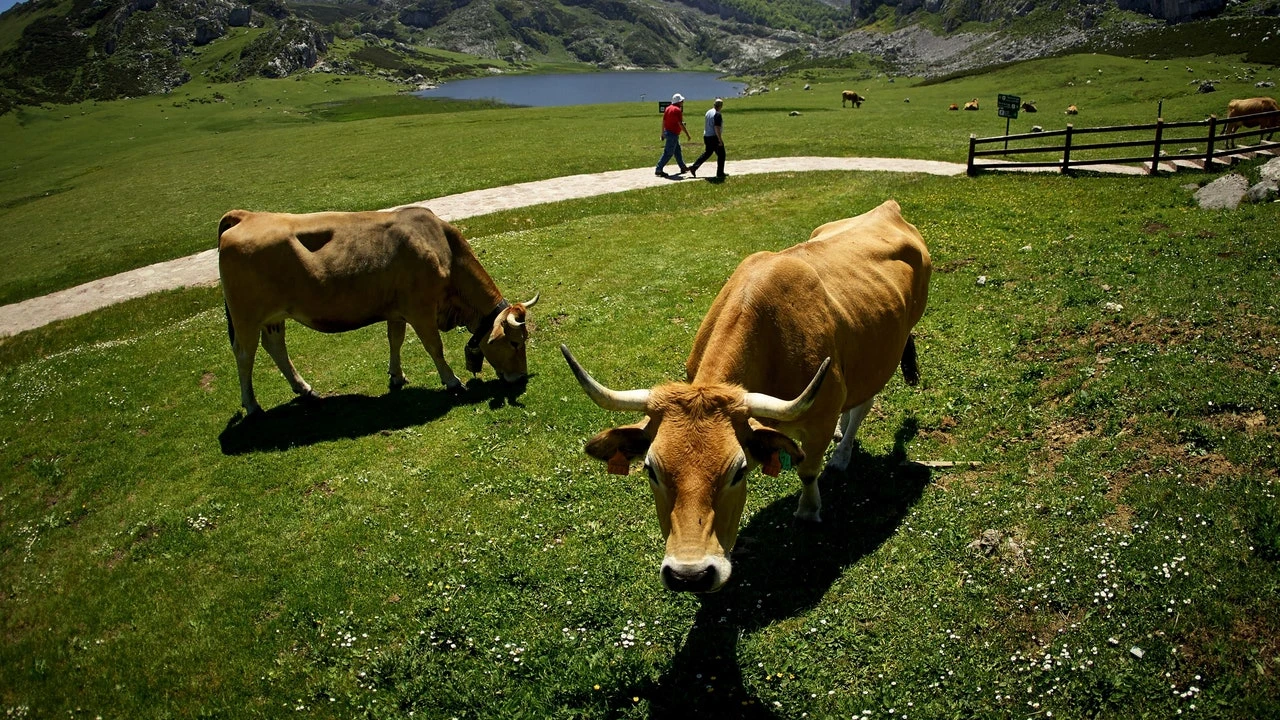 Muere una jubilada en Reino Unido tras ser acorralada y pisoteada por varias vacas cuando paseaba a su perro