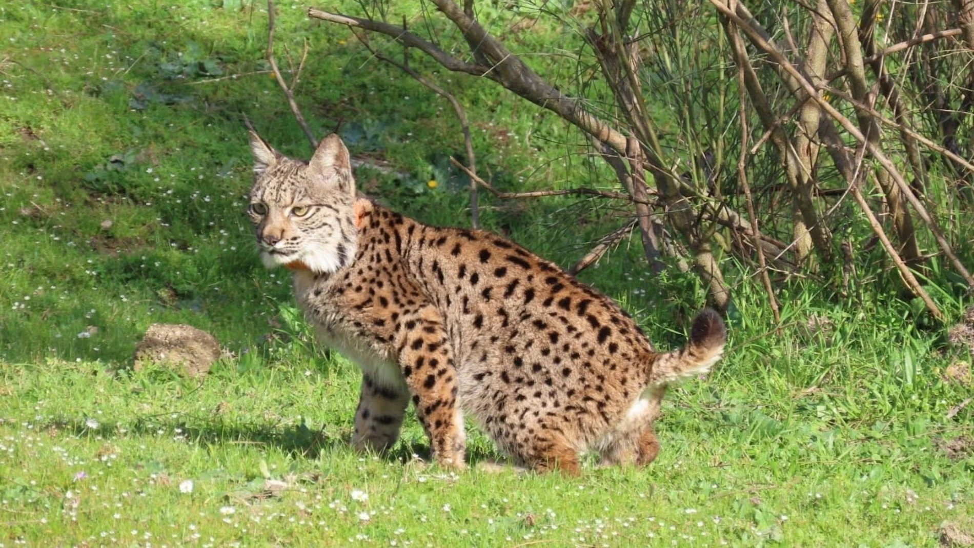 Los científicos no dan crédito con los linces ibéricos: descubren un nuevo ritual entre los carnívoros