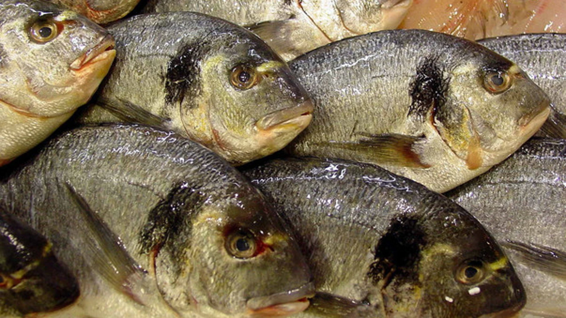“Los jóvenes no sabéis pedir pescado”: el consejo viral de una pescadera sobre la dorada