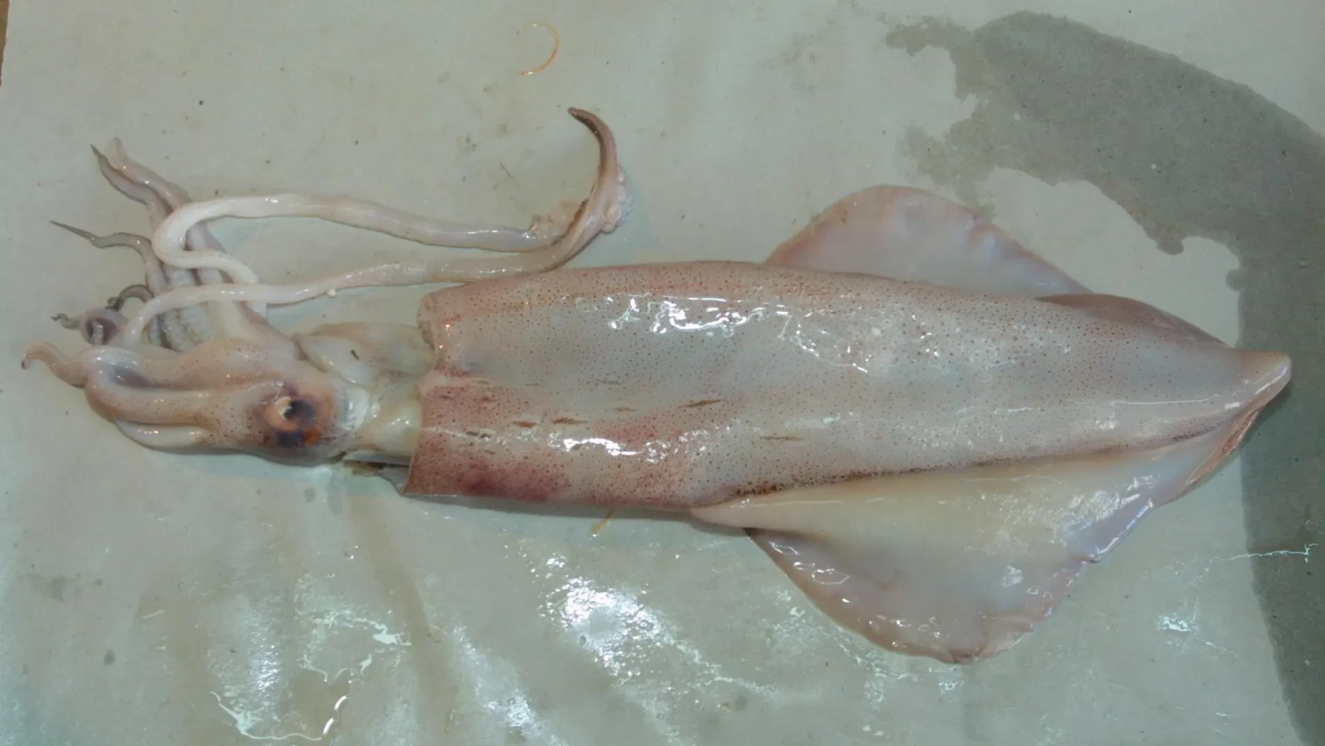 La receta de calamares rellenos del siglo XIX que sorprende por sus ingredientes