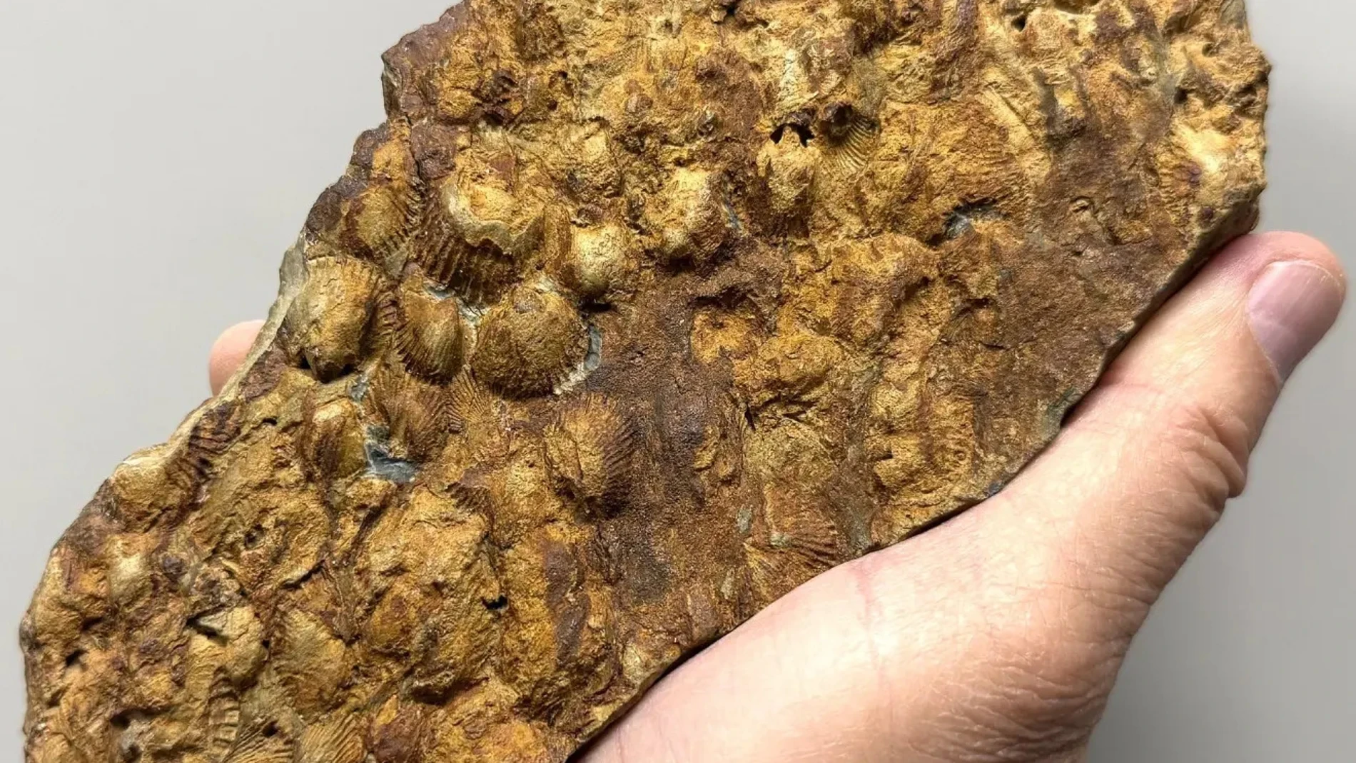 Un hallazgo histórico confirma que Madrid estuvo bajo el mar hace 460 millones de años
