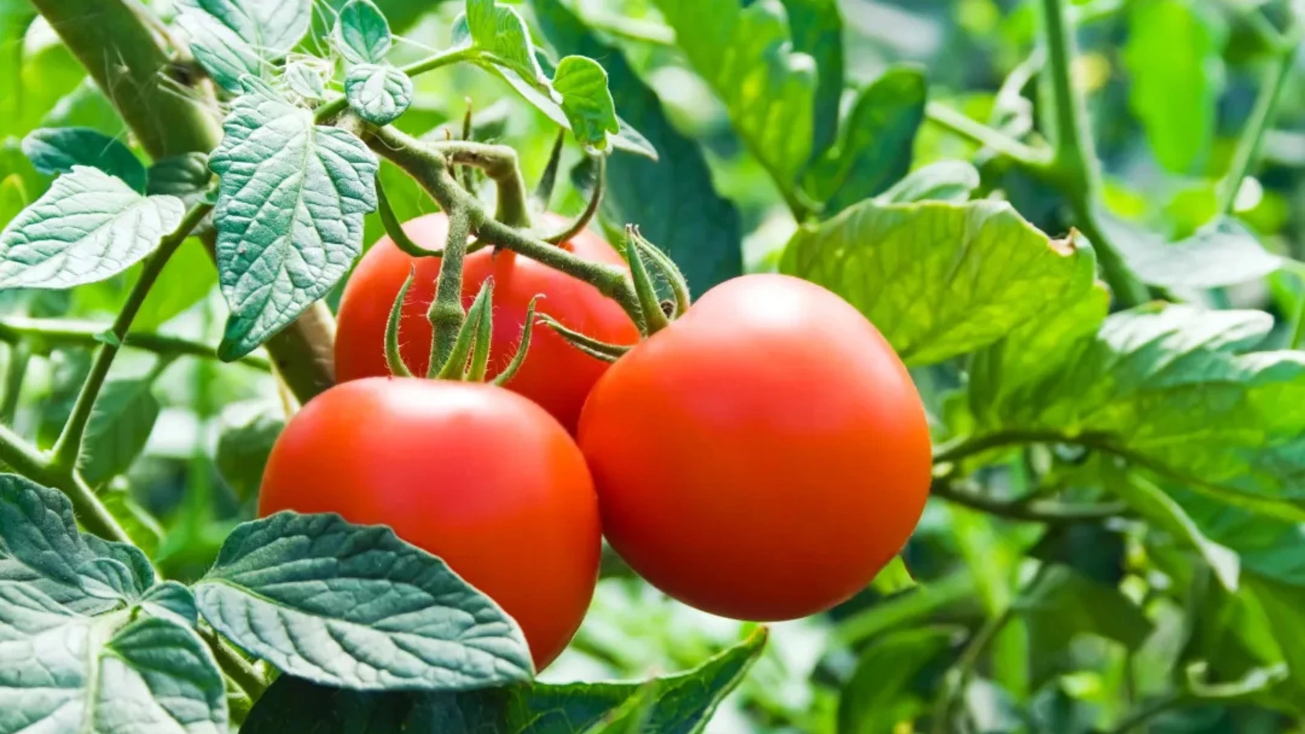 El error más común al regar tomates que provoca mildiu