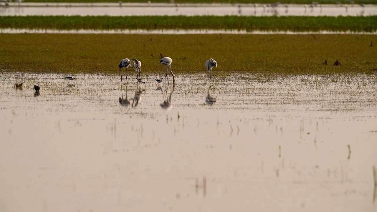 La gripe aviar infecta a 67.000 aves de granja en 2 meses y espera el impacto otoñal