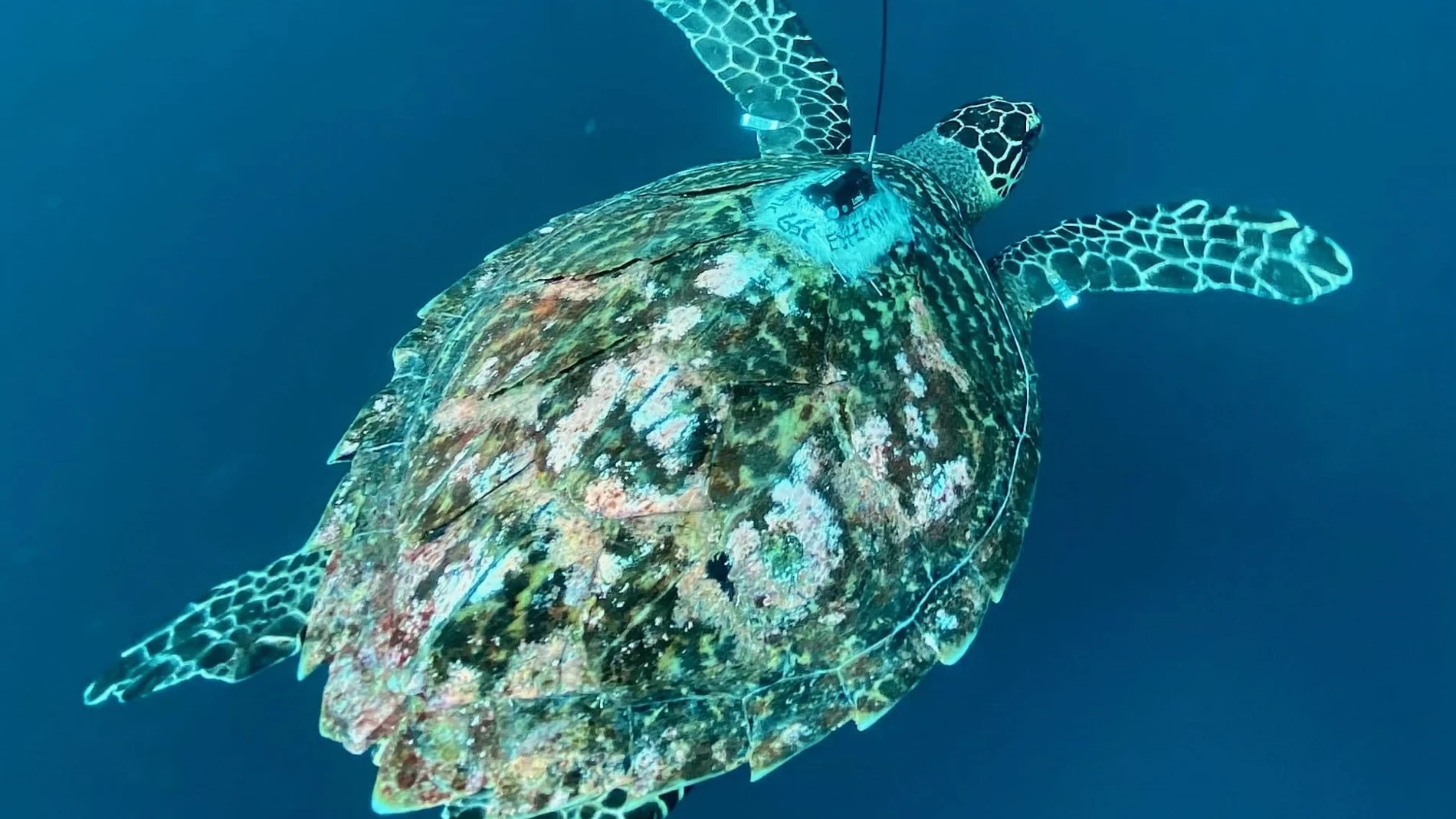 Vuelven tras 150 años: las tortugas gigantes regresan y podrían salvar este ecosistema olvidado