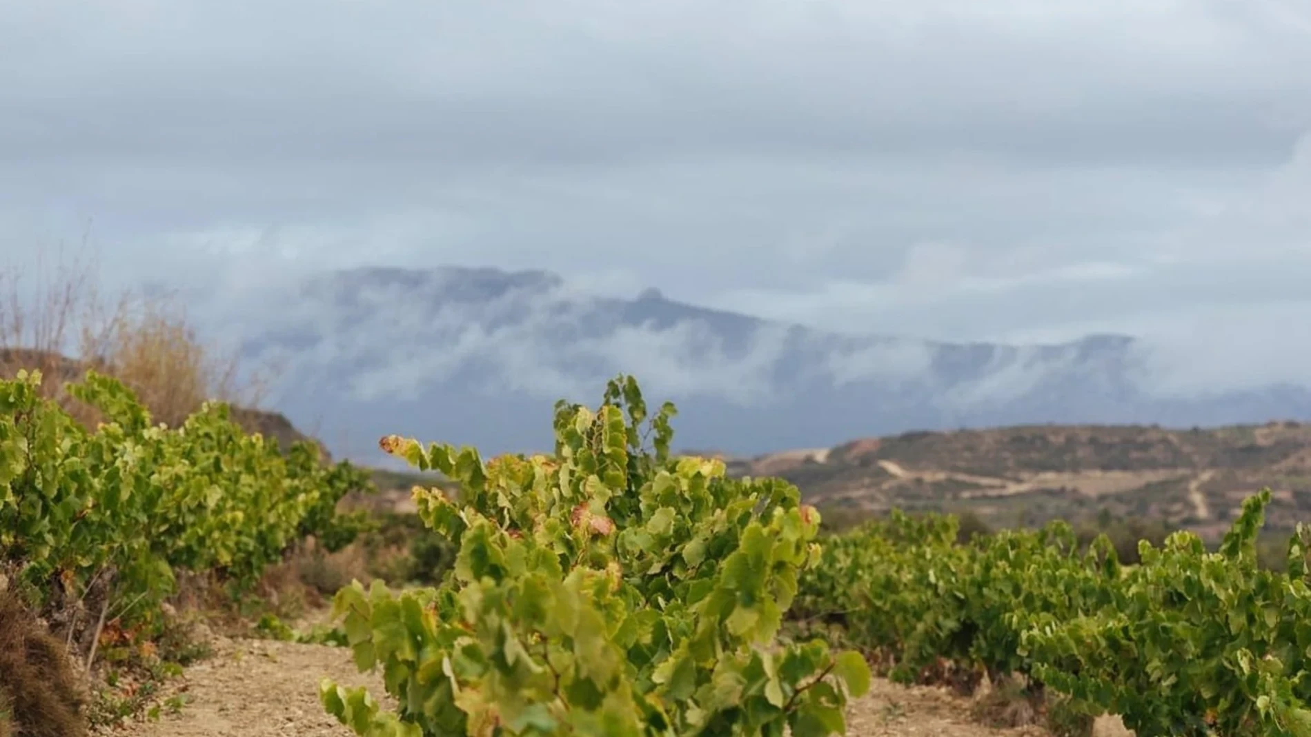 Las cooperativas de Rioja reivindican en Madrid el origen y el territorio a través de sus grandes vinos