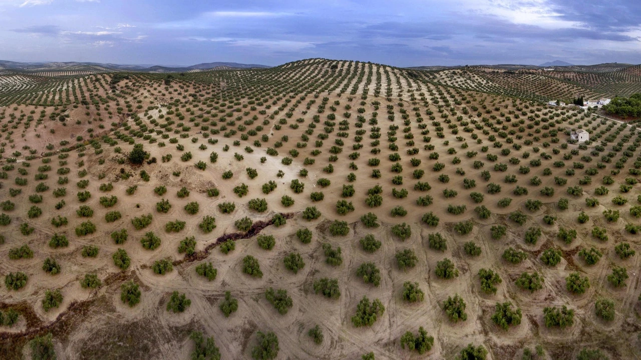 Marruecos duplicará su producción de aceitunas esta temporada