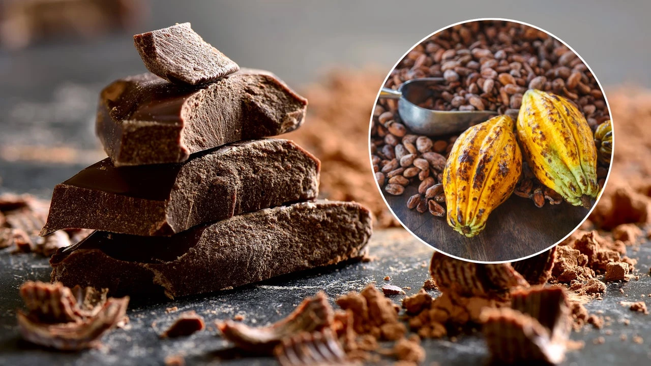 Como cultivar cacao en casa y producir tu propio chocolate: aunque vivas en la ciudad y tengas poco espacio