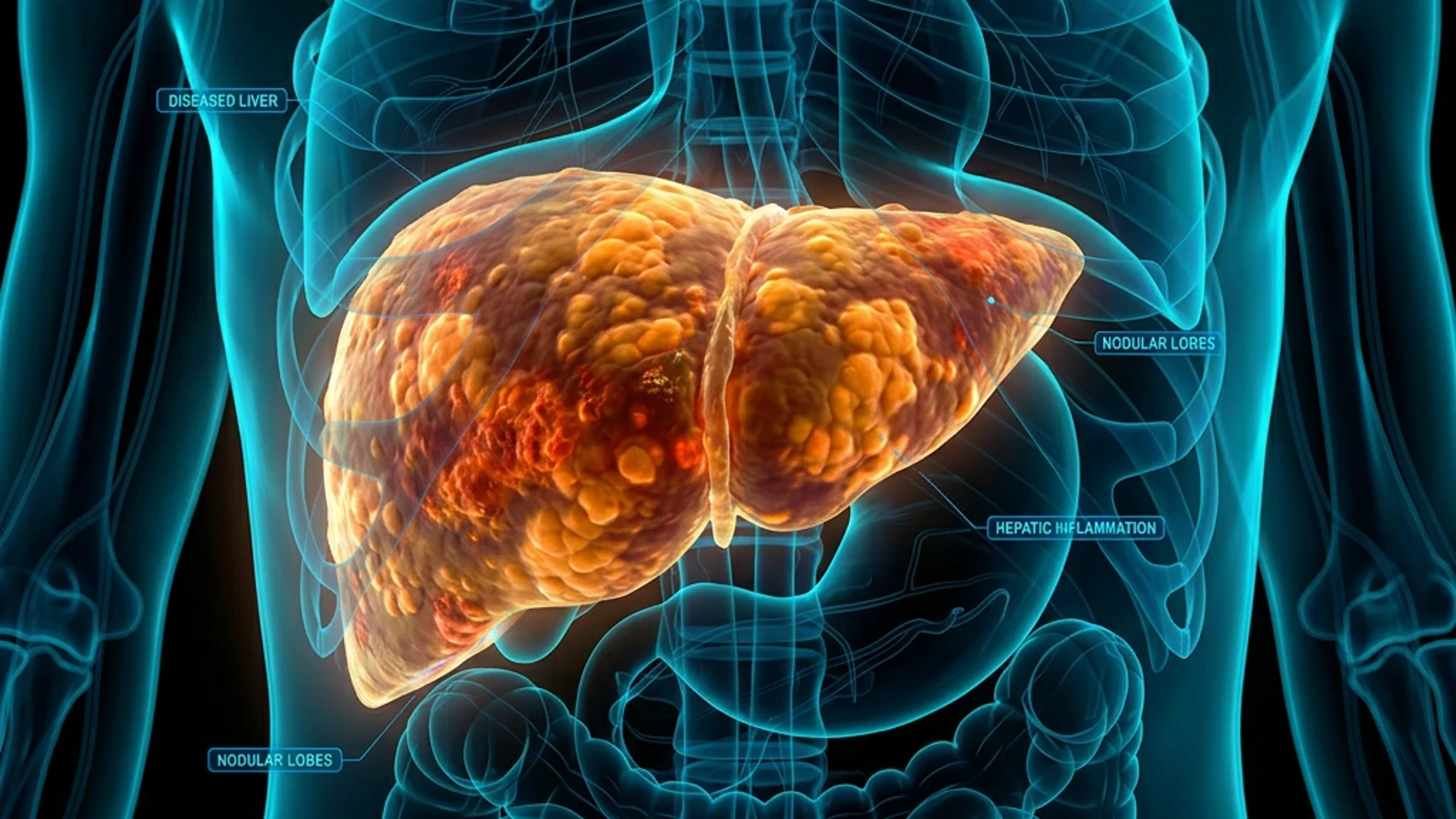 El hígado, clave para entender nuestra salud metabólica
