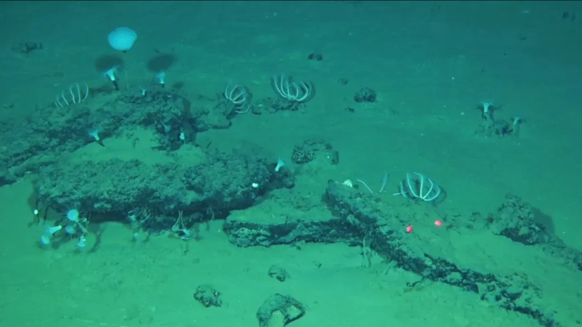 Descubren el mayor cementerio de ballenas del planeta
