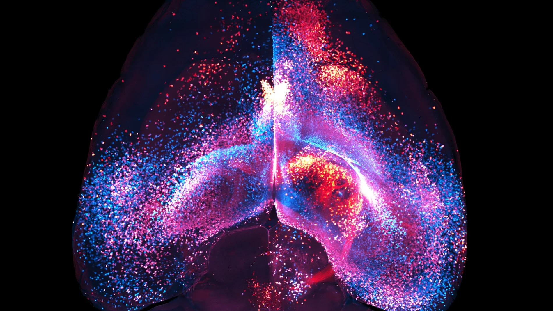 Descubren una nueva red neuronal
