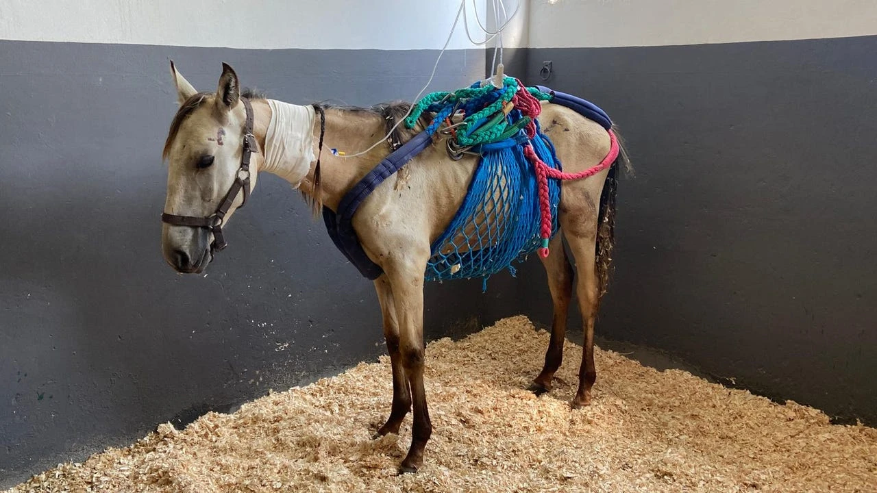 “El caballo se ha convertido en un instrumento del placer humano”