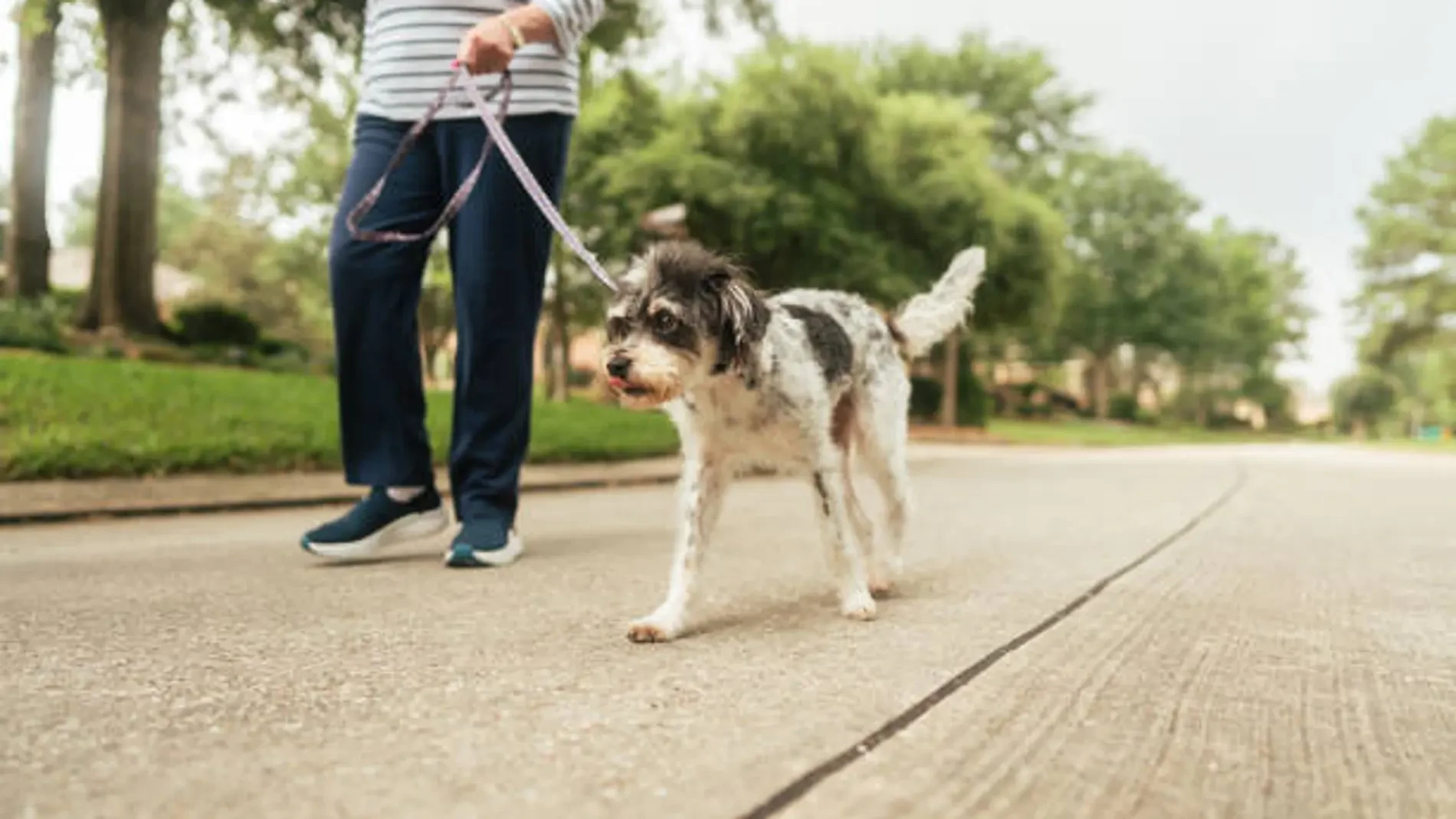 Casi 60.000 euros al año por cuidar una mansión y mimar a dos perros en el Reino Unido: el exigente perfil que busca la familia de Chobham para un empleo de ensueño