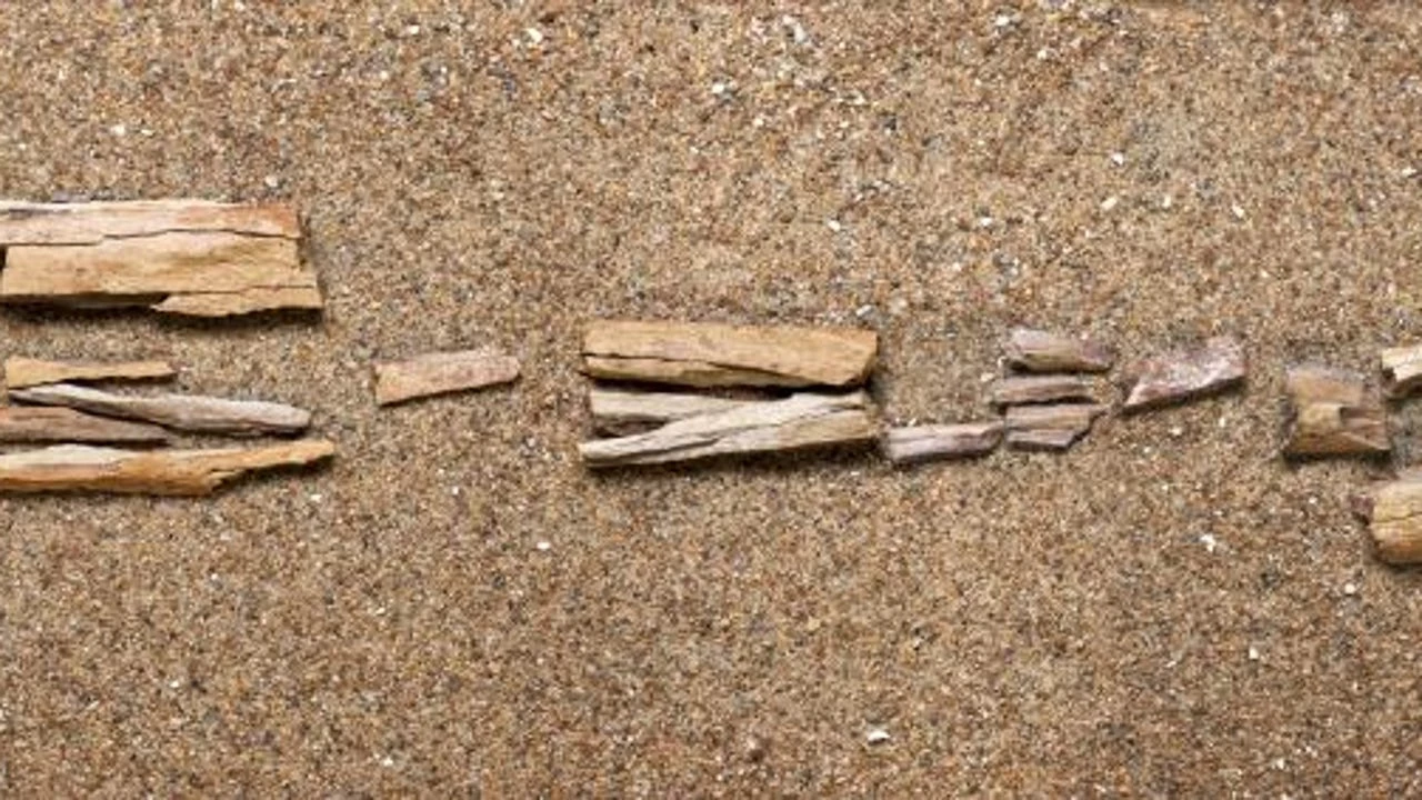 Países Bajos acepta devolver miles de fósiles a Indonesia que extrajeron cuando esta era colonia