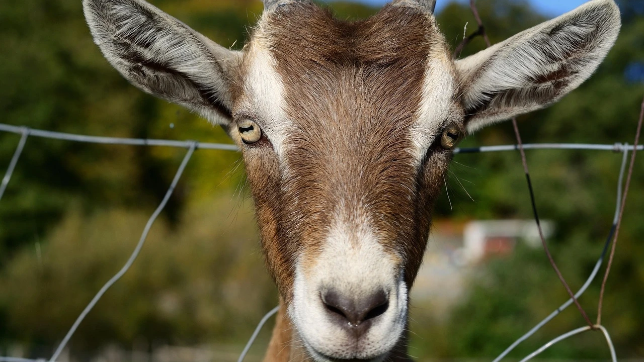 ¿De dónde viene la expresión 'chivo expiatorio'? Su origen es muy antiguo